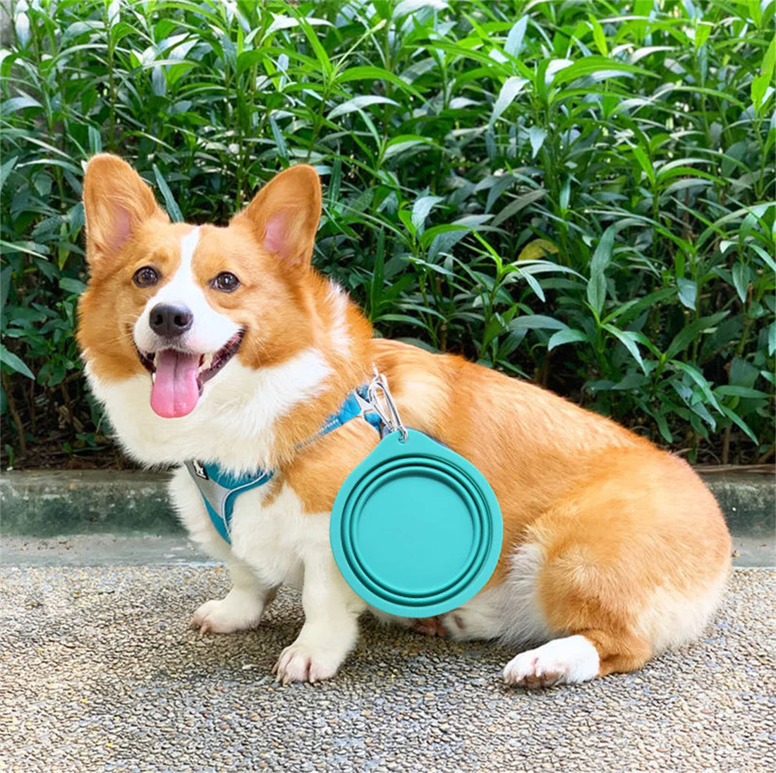 Collapsible Silicone Dog Bowl - Portable Travel Feeder