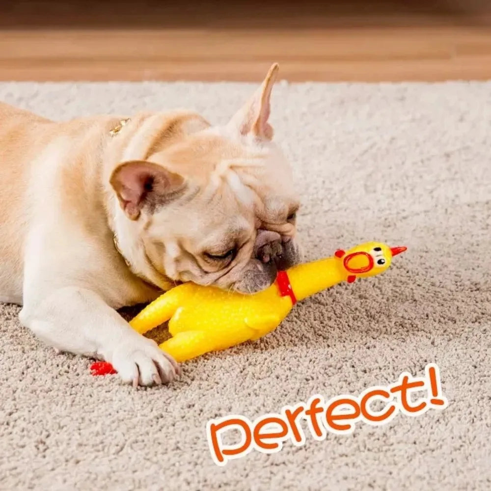 Screaming Chicken   Chewable Pet Toy